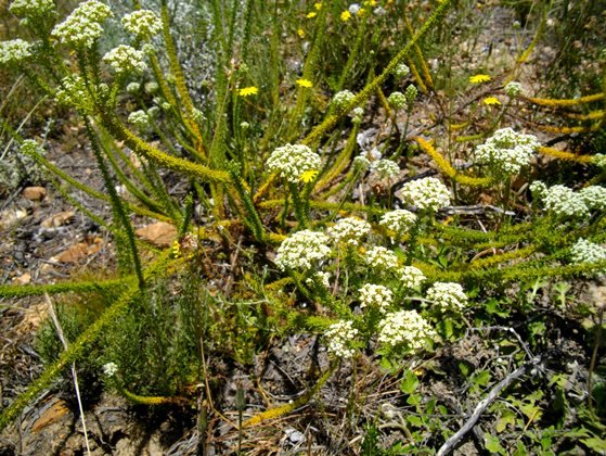 Selago corymbosa stems